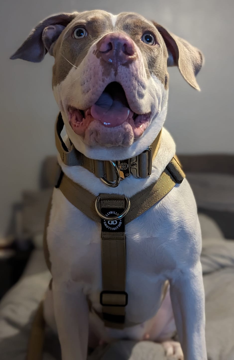 Customer photo review of TRI-Harness® | Anti-Pull, Adjustable & Durable - Dog Trainers Choice - Military Tan v2.0
