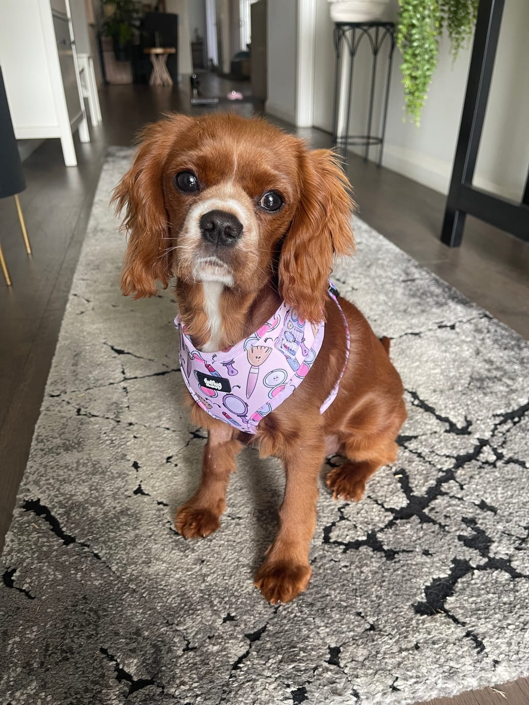 Customer photo review of Adjustable Dog Harness - Pink To Make The Boys Wink