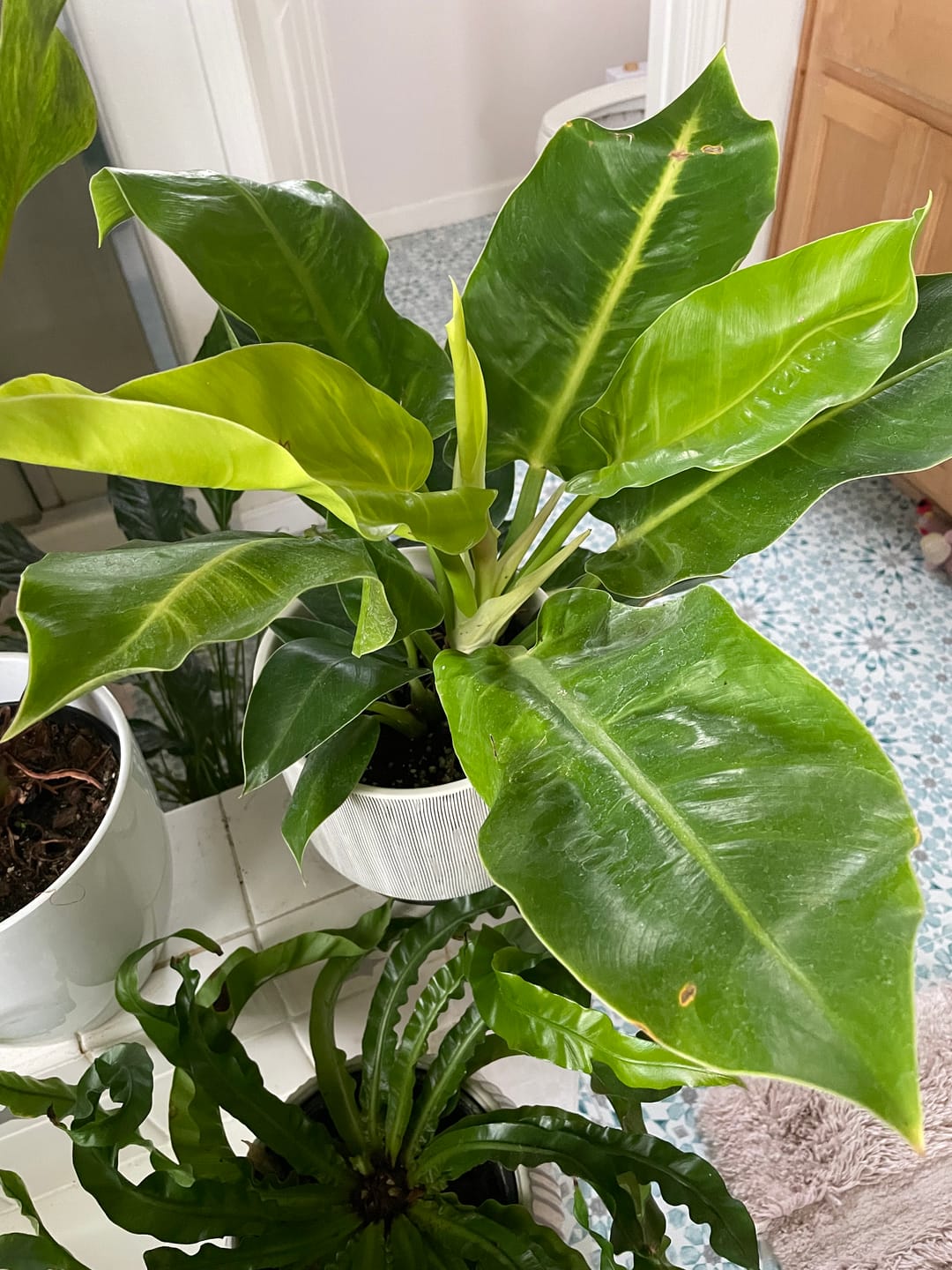 Customer photo review of Philodendron 'Moonlight'