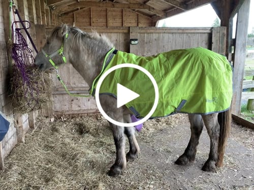 Customer video review of Rhinegold Horsewalker/Lunge Rug