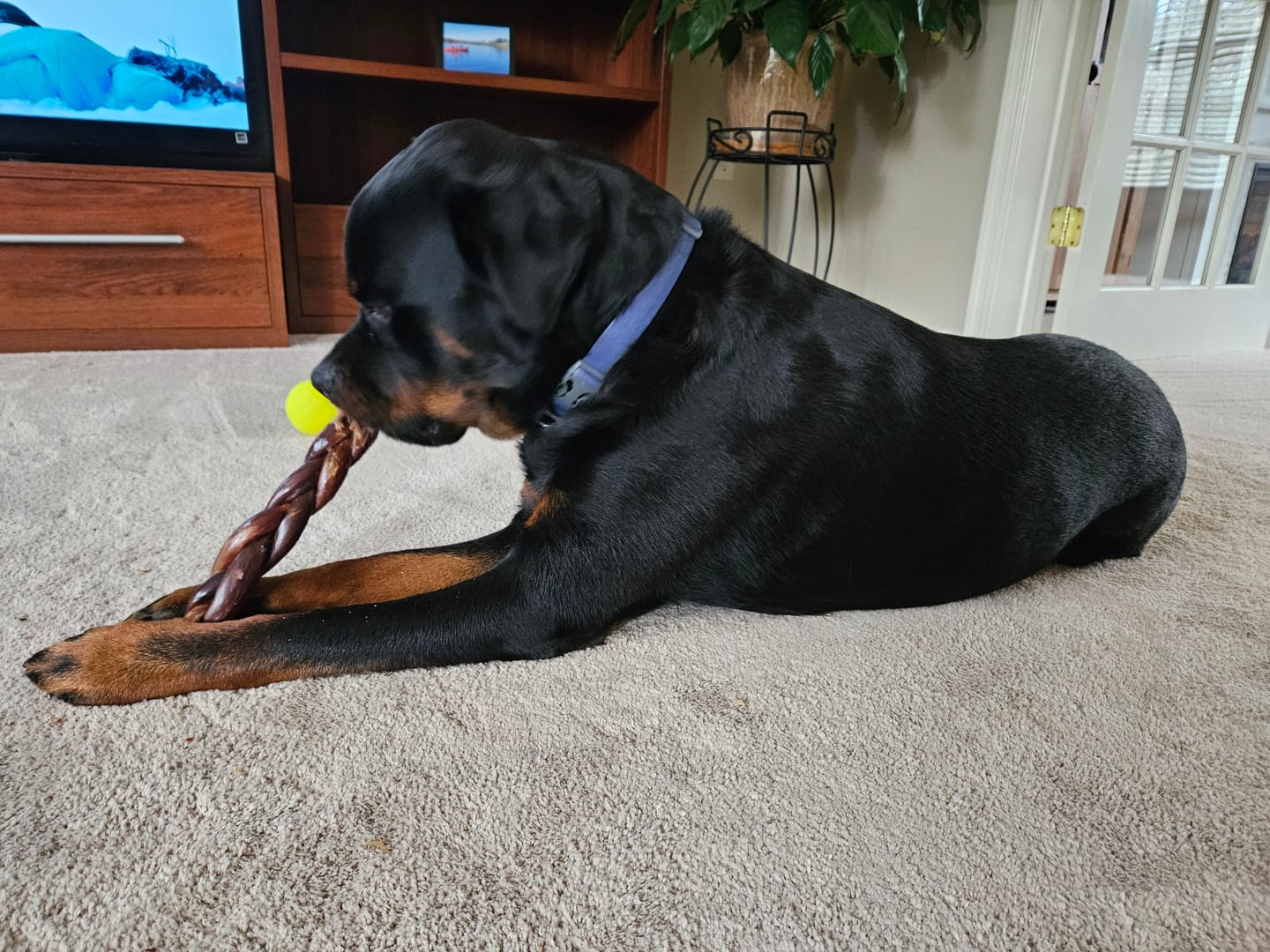 Customer photo review of 12 Inch Braided Jerky Stick