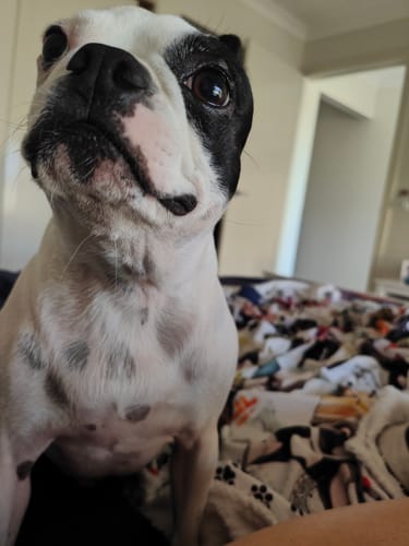 Customer photo review of Hemp Seed Oil for Dogs (200ml)