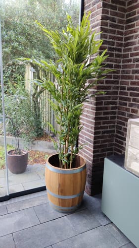 Customer photo review of Bamboe Kunstplant 210cm