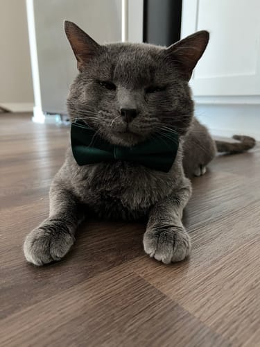 Customer photo review of Emerald Green Satin Bow Tie for Dog Collar or Cat Collar