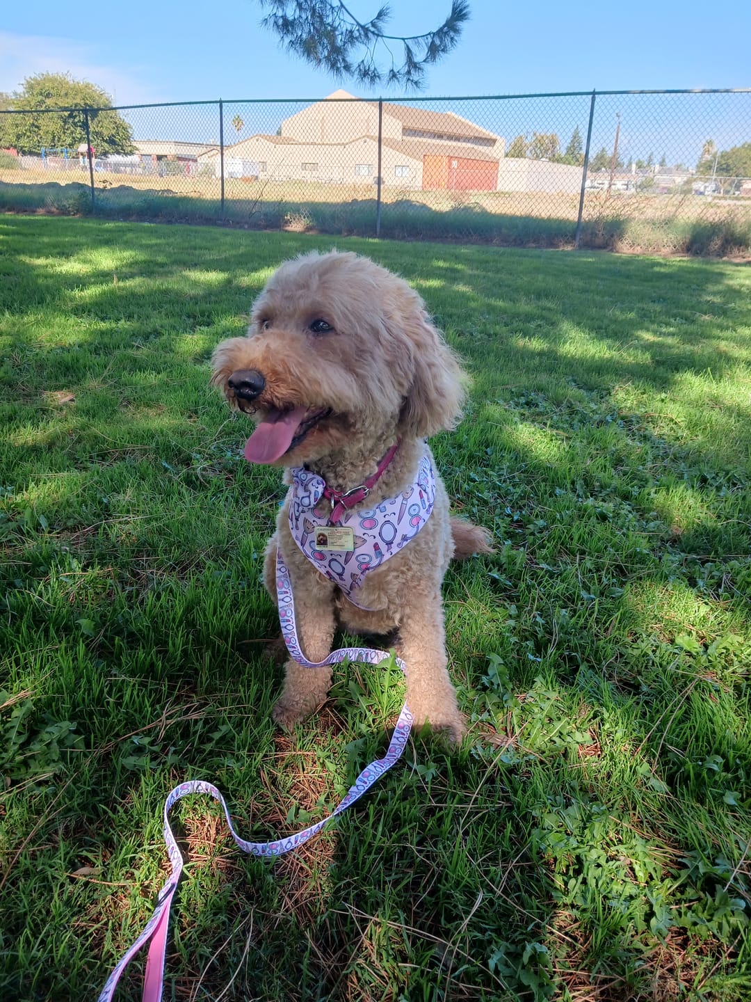Customer photo review of Adjustable Dog Harness - Pink To Make The Boys Wink