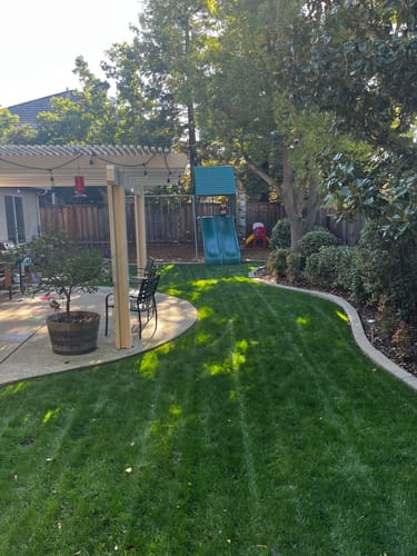 Customer photo review of GCI Turf Cool Blue Grass Seed
