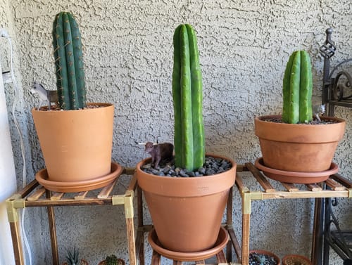 Customer photo review of Peruvian Torch Cactus | Trichocereus peruvianus | Echinopsis peruviana
