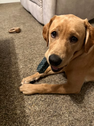 Customer photo review of BLUEBERRY LARGE CHEW (ONE SIZE)