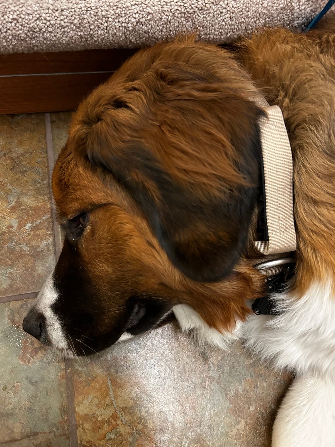 Customer photo review of 2" Tactik Dog Collar - Buttercream