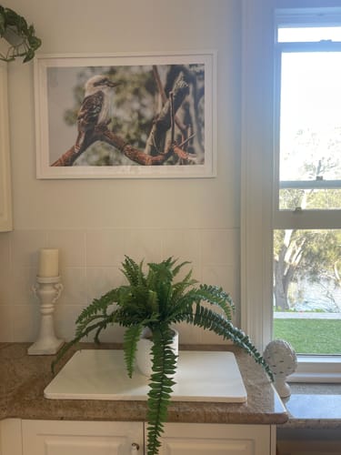 Customer photo review of Kookaburras II Art Print