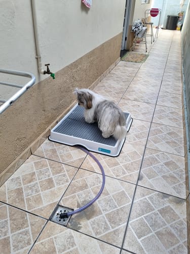 Customer photo review of Weasy Cão