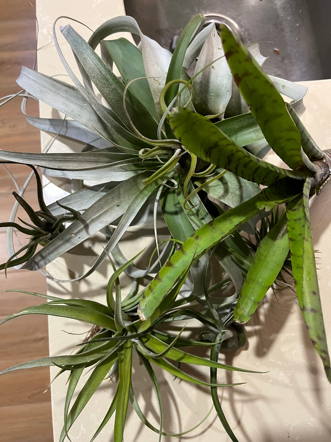 Customer photo review of Ionantha Guatemala