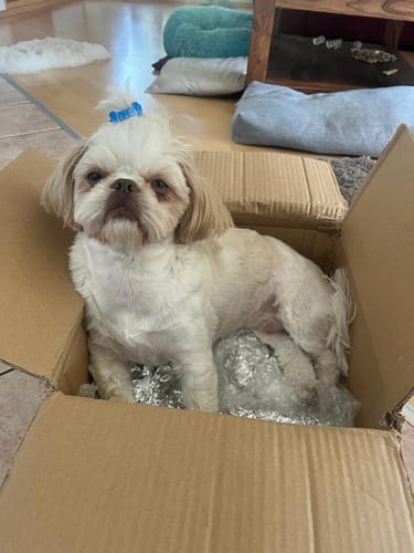 Customer photo review of Fass mein Frauchen / Herrchen nicht an - Google findet dich nicht - Individueller Hoodie Unisex Rückendruck