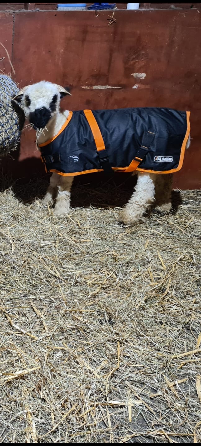 Customer photo review of Sheep Coat | Waterproof
