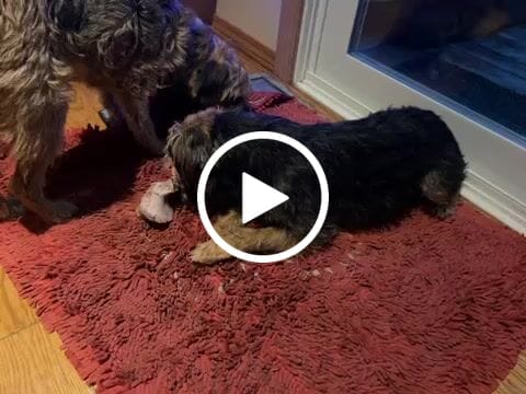 Customer video review of Beef Neck Bones - 1 LB - Frozen Raw Dog Chew - Iron Will Raw