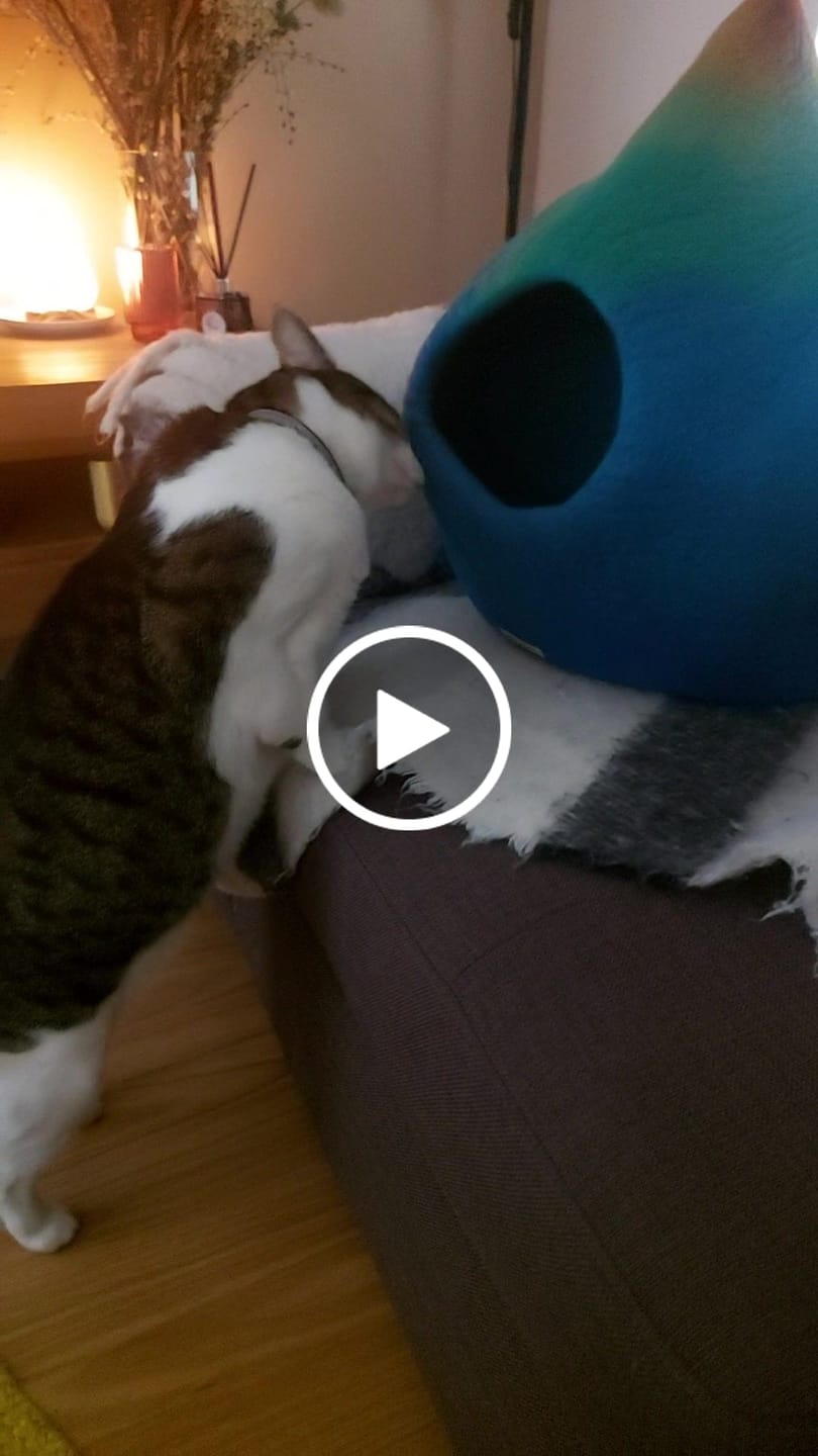 Customer video review of Cat Cave - Rainbow Teardrop