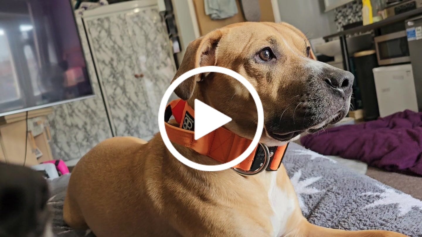 Customer video review of 5cm Combat® Collar | With Handle & Rated Clip - Orange v2.0