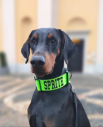 Customer photo review of Collare Crime 5cm