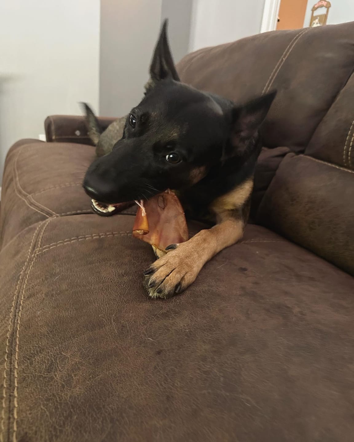 Customer photo review of Pig Ears
