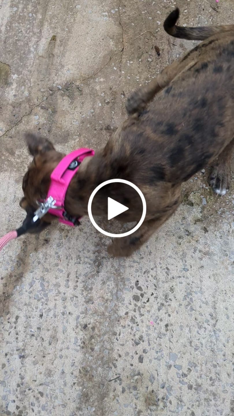 Customer video review of 4cm Combat® Collar | Rated Clip - NO HANDLE - Magenta v2.0