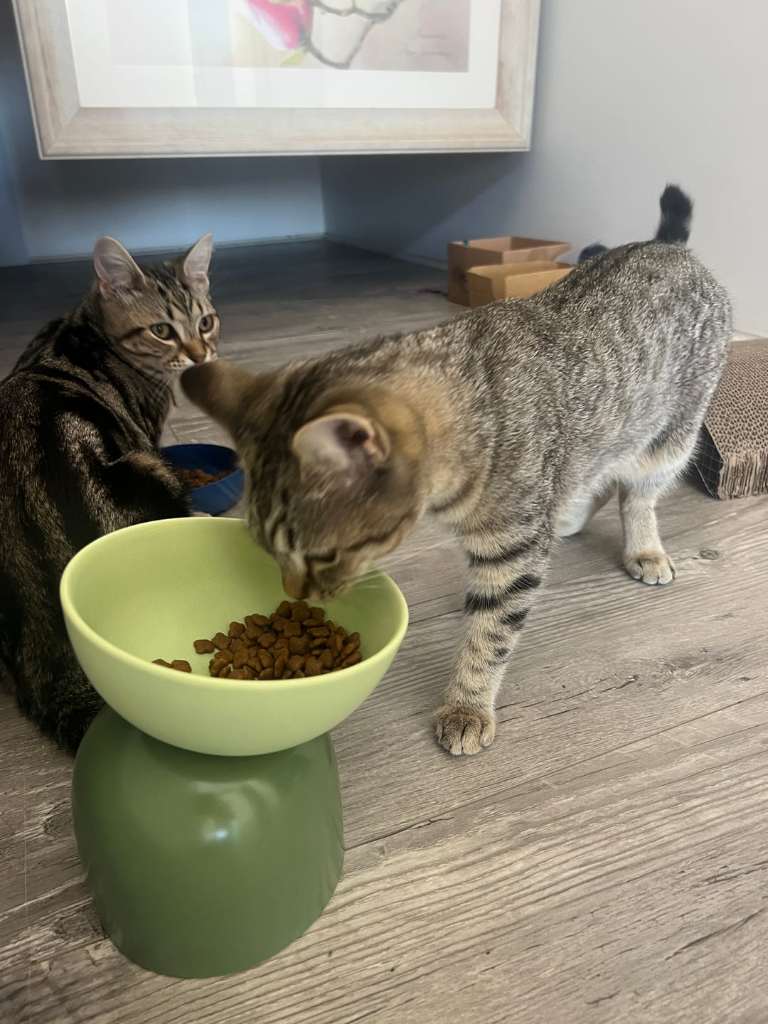 Customer photo review of Makesure Sugar Bean Ceramic Double Pet Bowls For Cat and Small Dogs