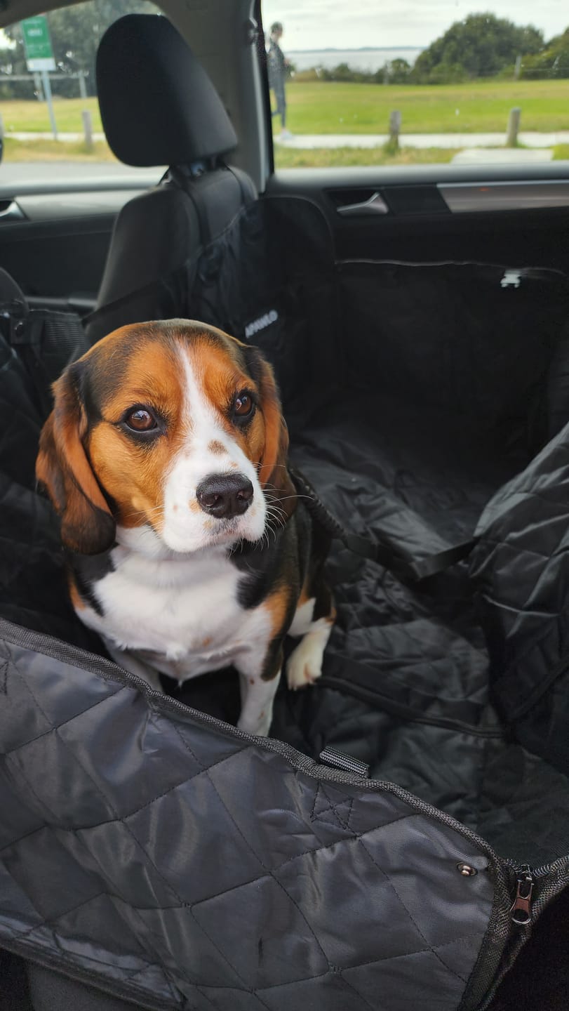 Customer photo review of 4-in-1 Dog Car Seat Cover