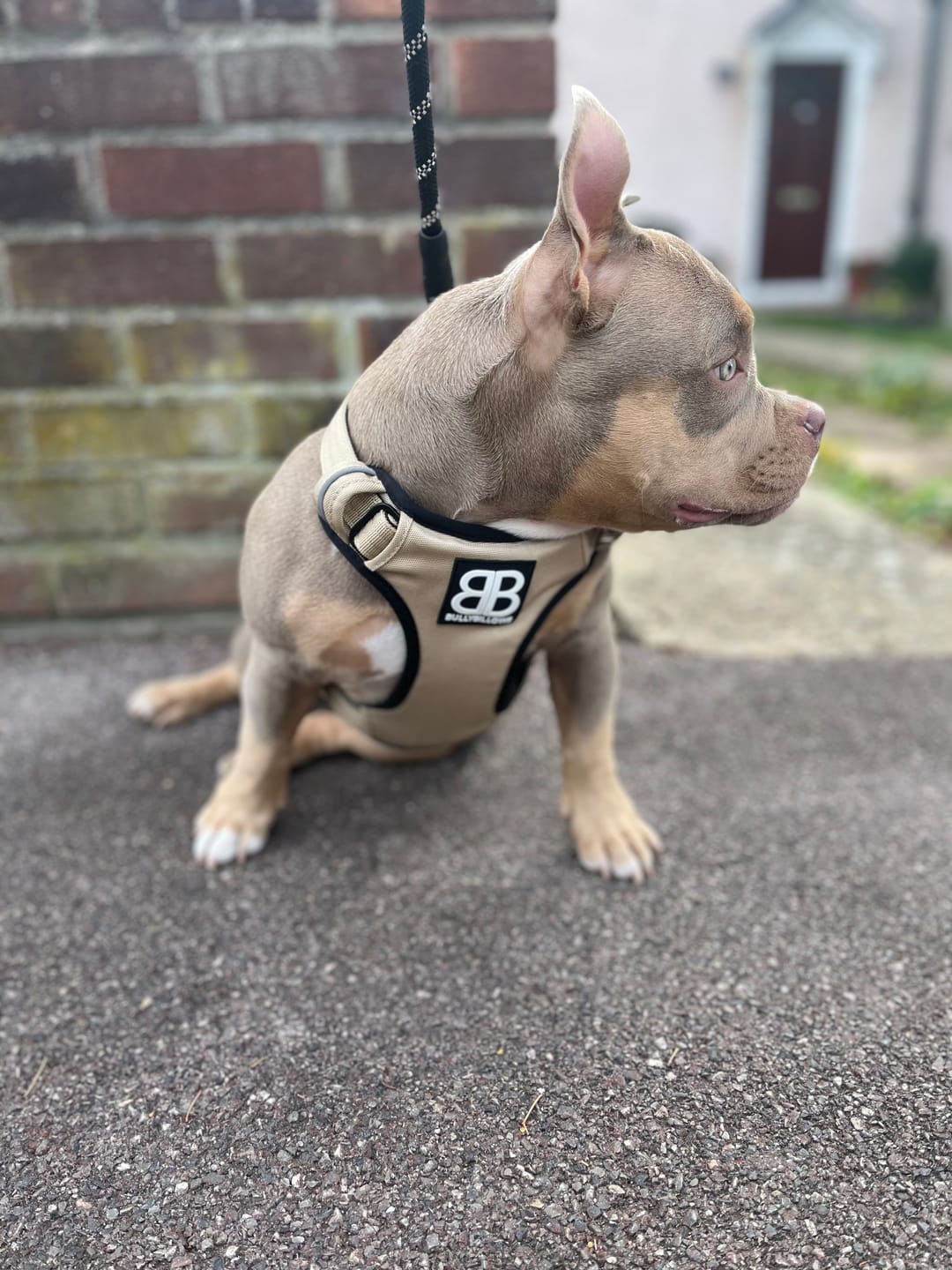Customer photo review of Premium Comfort Harness | Non Restrictive & Adjustable - Light Military Tan