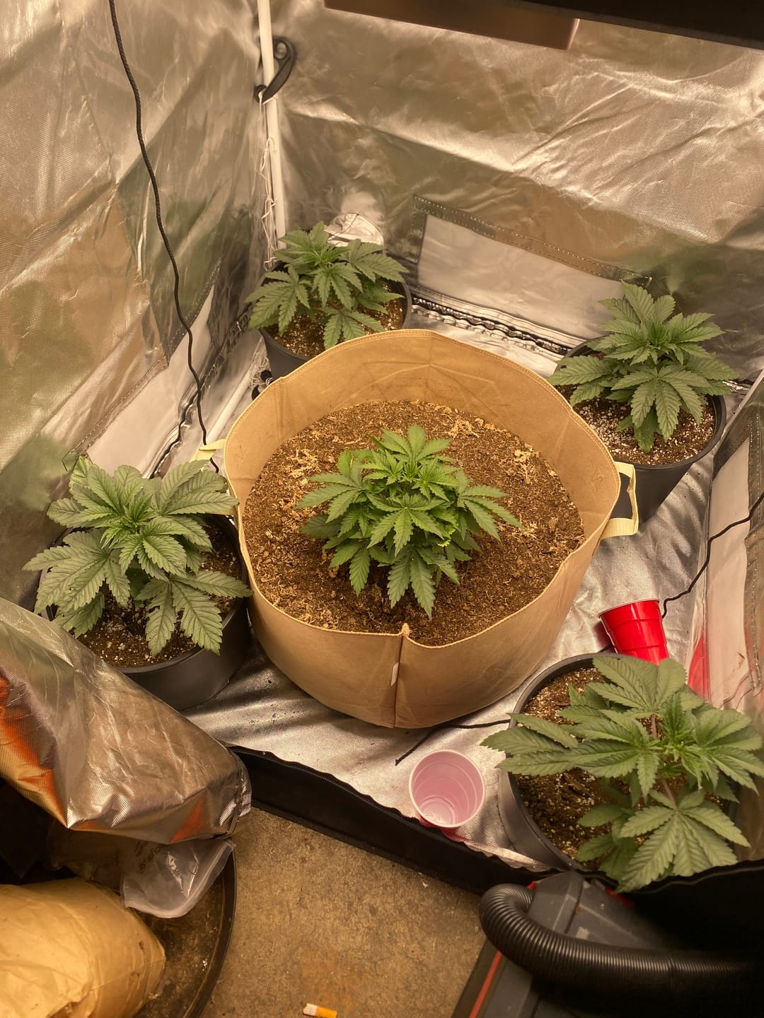 Customer photo review of BioVast Living Soil (ALL PURPOSE ORGANIC POTTING SOIL)