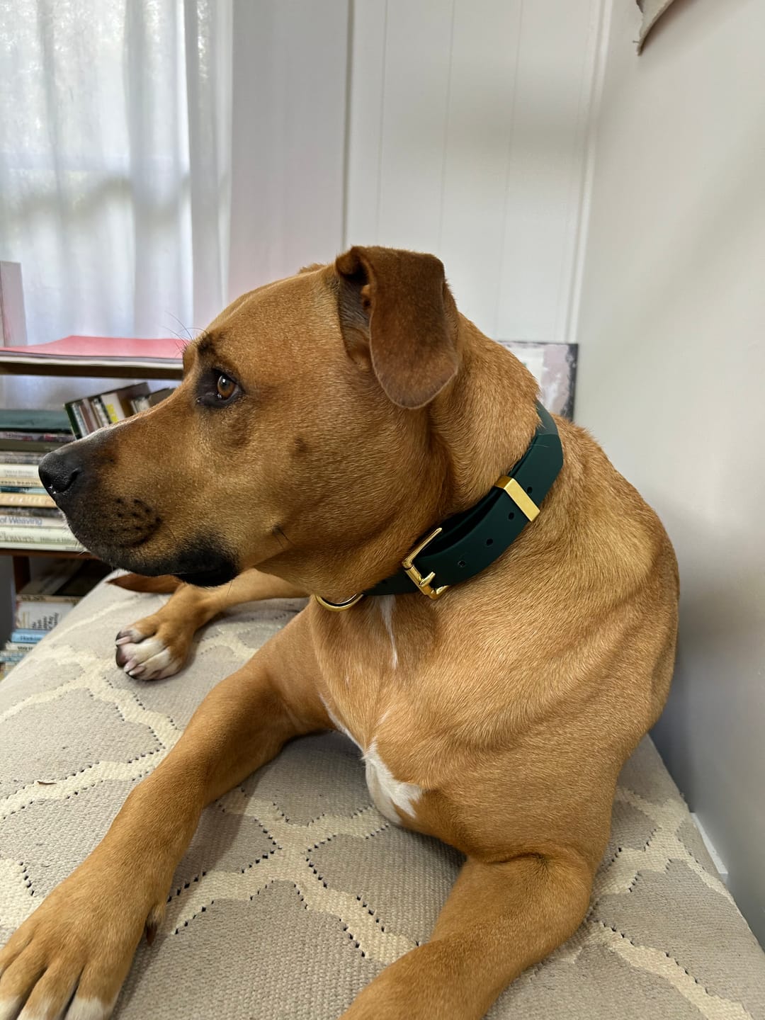 Customer photo review of D-End Dog Collar – Waterproof BioThane® – Designed for Pulling Dogs