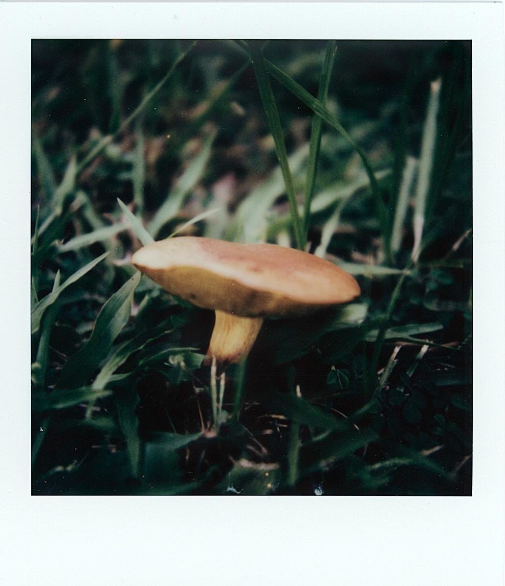Customer photo review of Polaroid 600 Color Instant Film