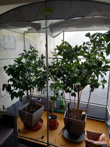 Customer photo review of Überwinterungszelt/Foliengewächshaus "Patioflora 200" mit Isolierhülle - L 200 x B 100 x H 220 cm