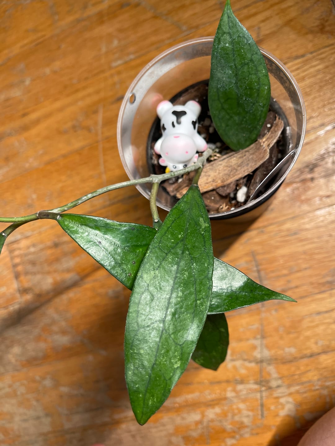 Customer photo review of Hoya vitellinoides
