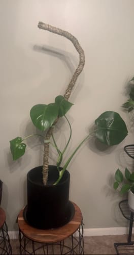 Customer photo of The Bendable Moss Pole™ 𝘛𝘏𝘐𝘕 from Krystian