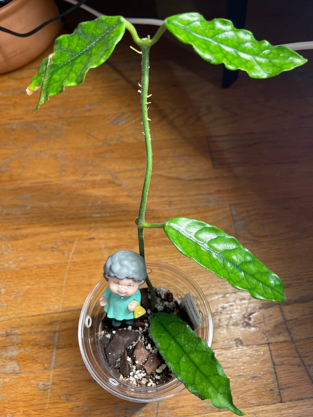 Customer photo review of Hoya globulosa/villosa