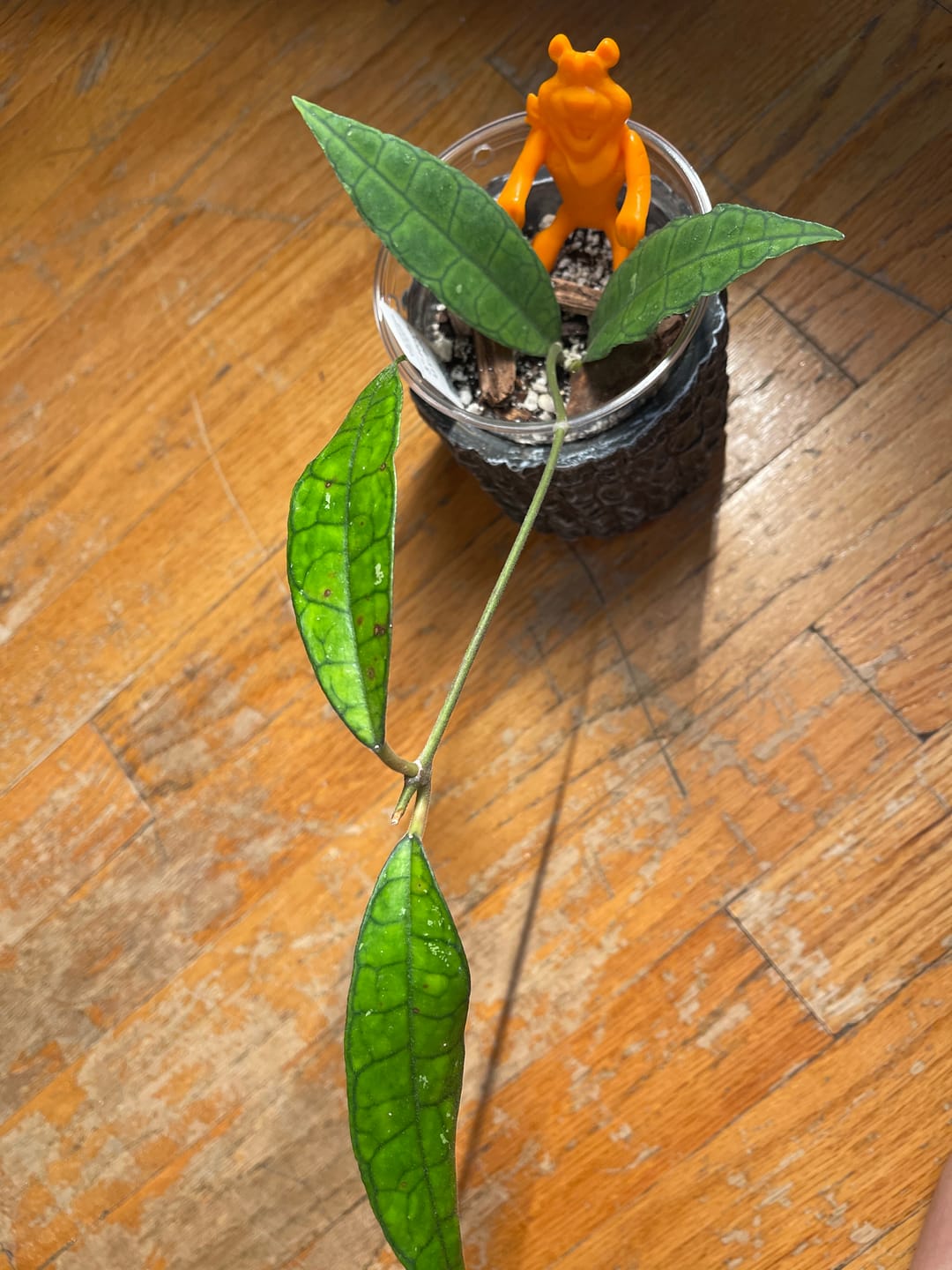 Customer photo review of Hoya UT-073