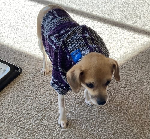 Customer photo review of Playa Poncho - Surprise Color