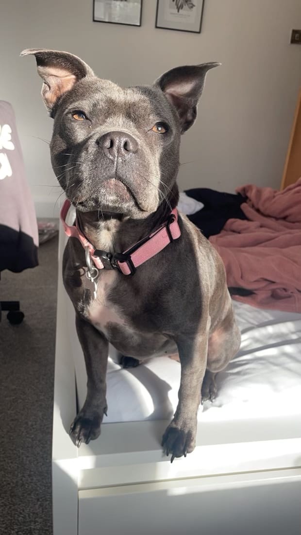 Customer photo review of 2.5cm Combat® Collar | With Handle & Rated Clip - Pink v2.0