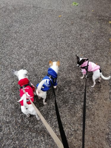 Customer photo review of Felpa "Adidog" Rossa Personalizzabile con Nome