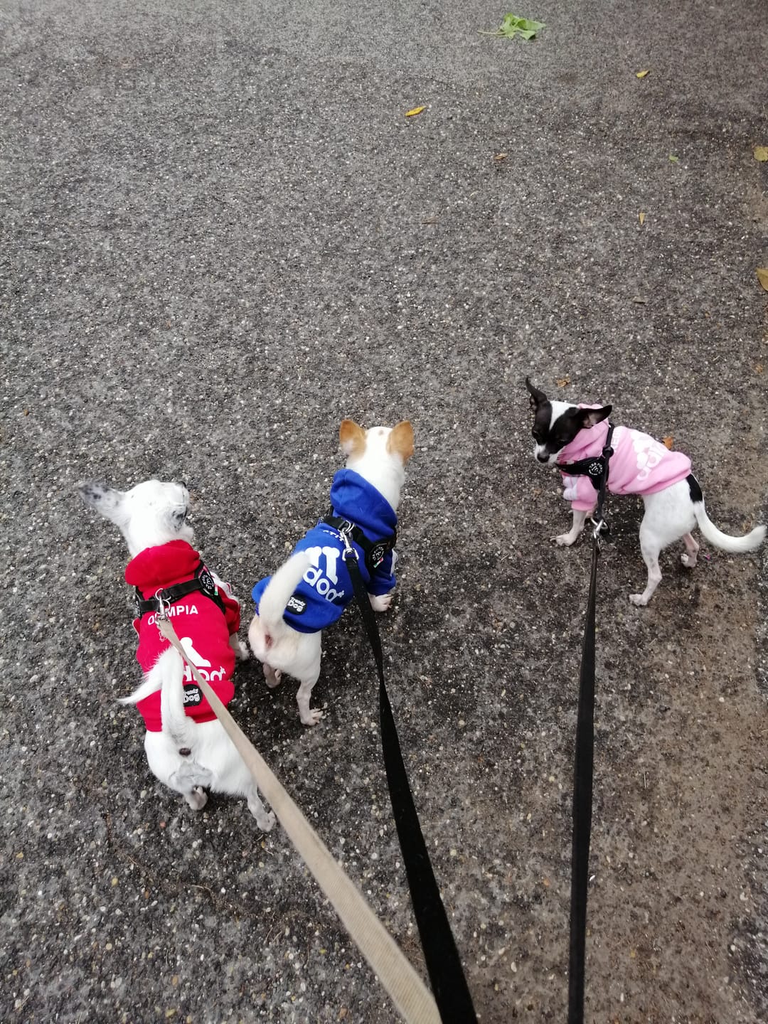Customer photo review of Felpa "Adidog" Rossa Personalizzabile con Nome