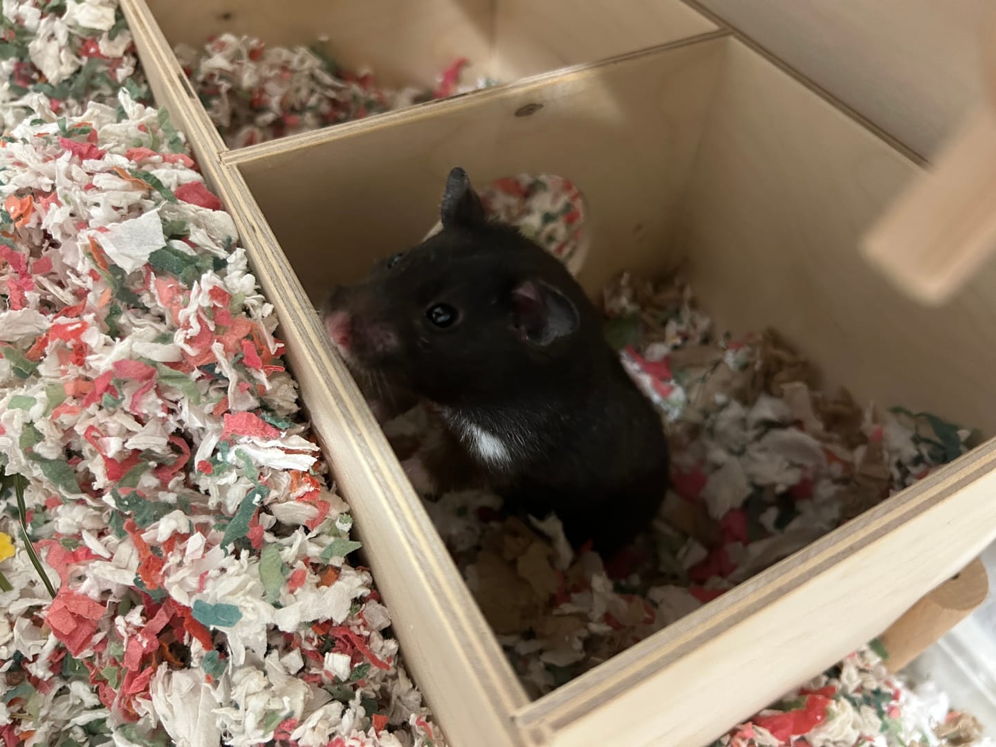 Customer photo review of Niteangel Wooden 3-Chamber 2-Chamber Hideout for Dwarf and Syrian Hamsters