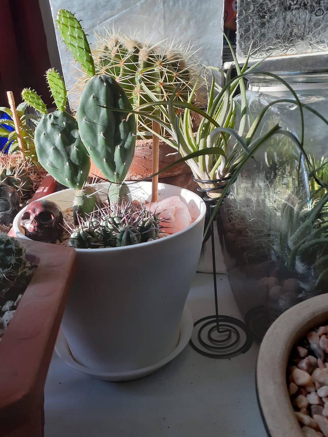 Customer photo review of Heavy Gauge Tall Wire Air Plant Holder
