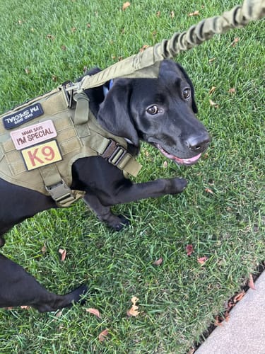 Customer photo review of Classic Heavy-Duty Tactical No-Pull Team K9™ Dog Harness With Front & Back D-Rings, Quick-Release Metal-Buckles, Hook & Loop Panels, & Top Handle