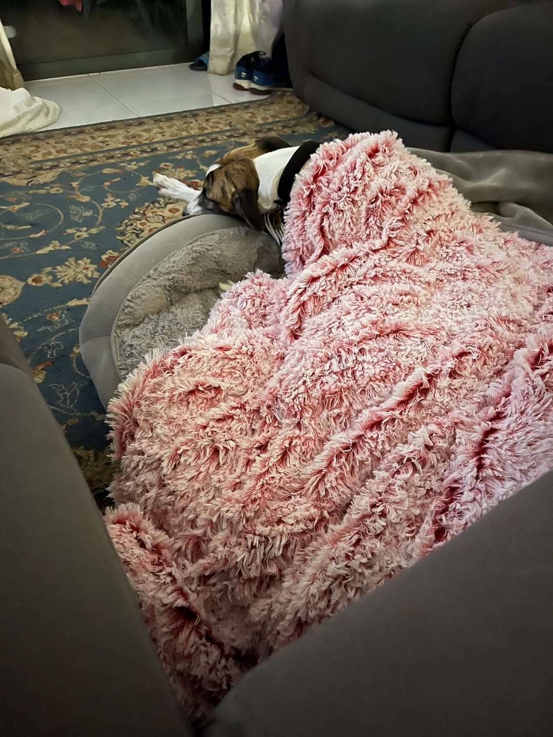 Customer photo review of PaWz Pet Calming Blanket