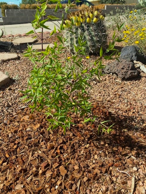 Customer photo review of Flame Acanthus