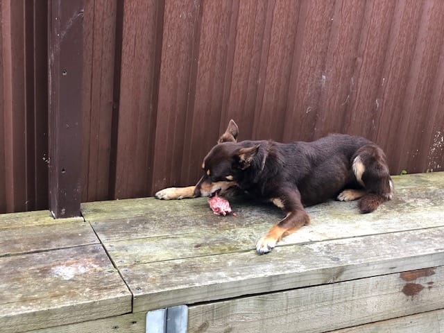 Customer photo review of Meaty Roo Tails for Dogs