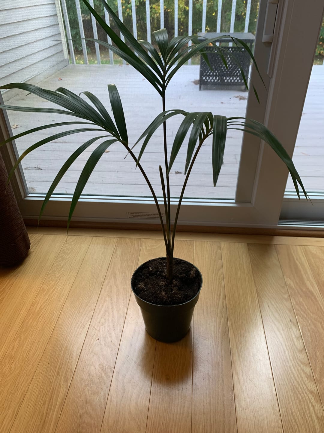 Customer photo review of Kentia Palm, Howea Forsteriana, Exotic and Rare