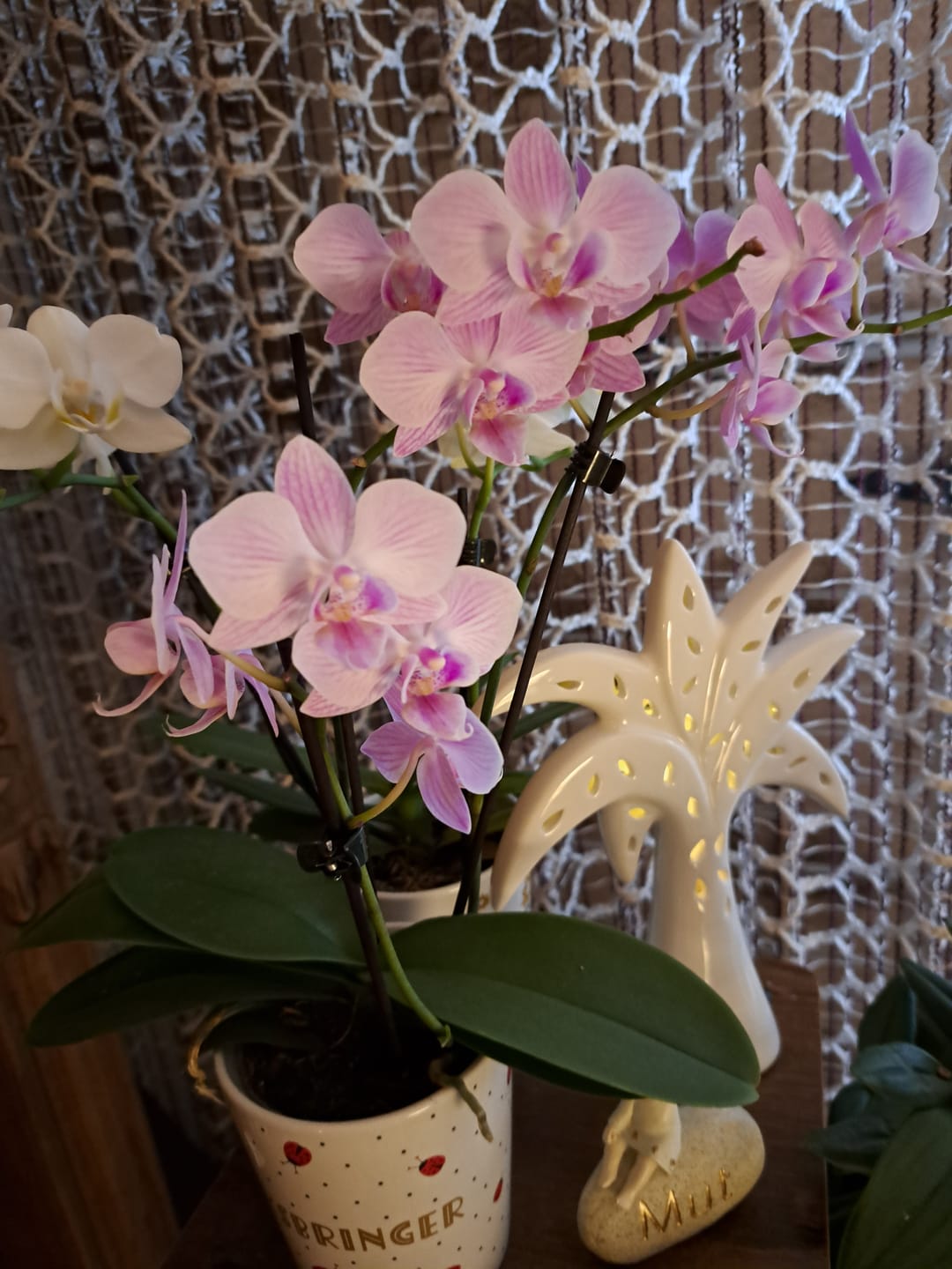 Customer photo review of Table Dance Angel Eyes mit zartrosa Blüten mit 2+ Stielen