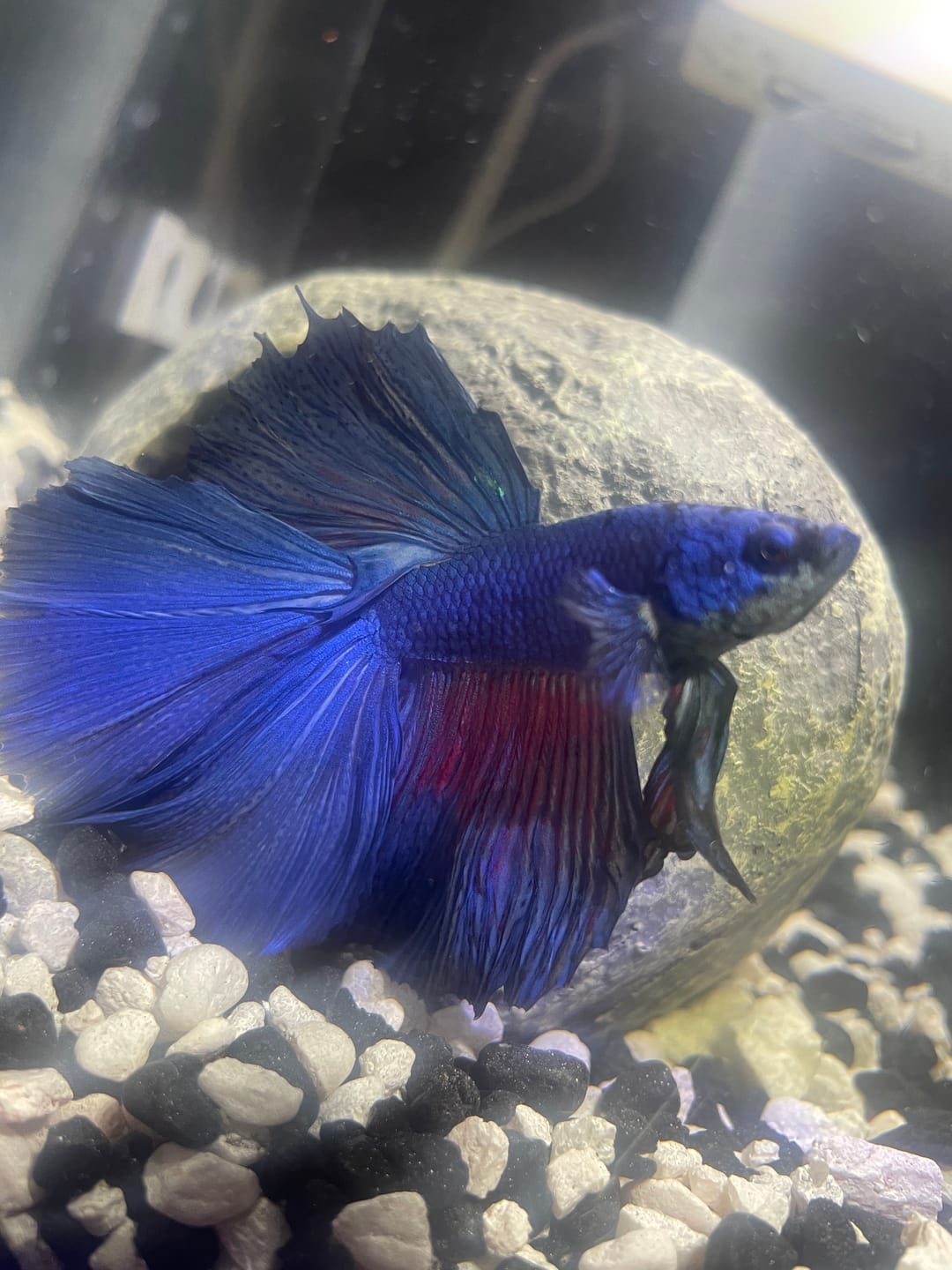 Customer photo review of Super Blue Halfmoon Male Betta Fish