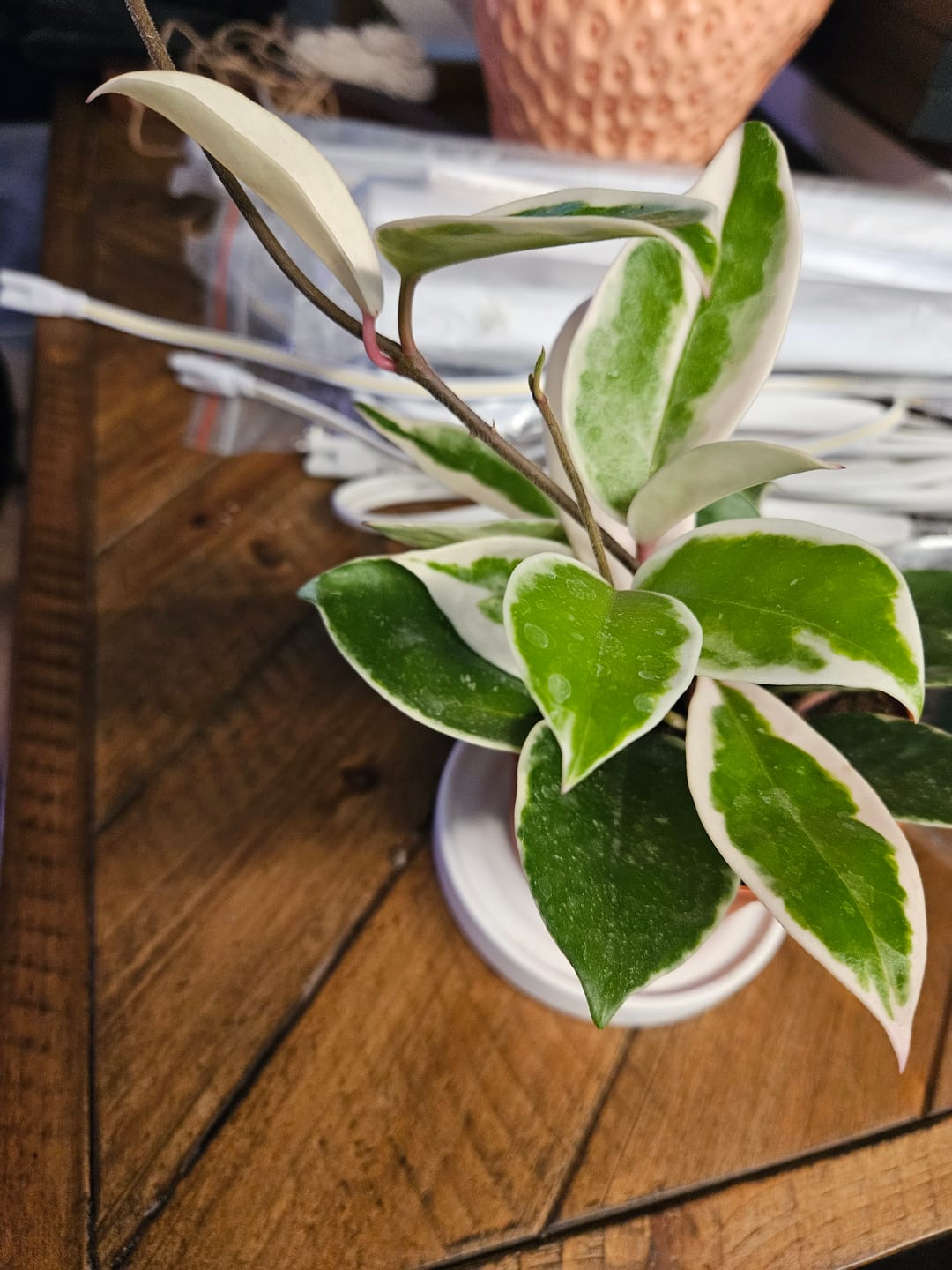 Customer photo review of Hoya carnosa 'Krimson Queen'