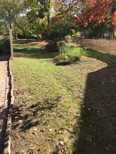 Customer photo review of GCI Turf Cool Blue Grass Seed